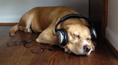 can dogs listen to music or not?